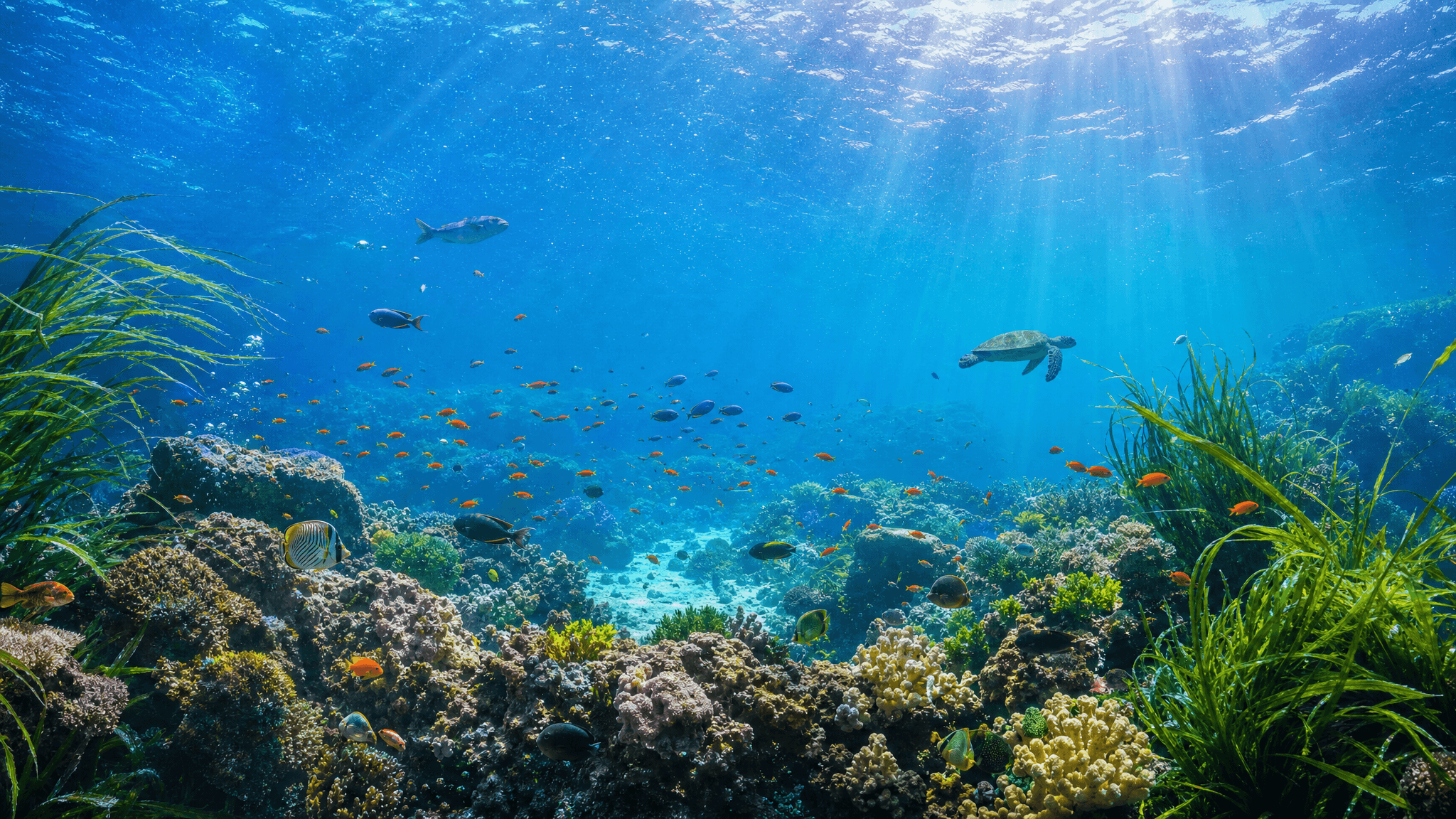 Ultra realistic underwater world, crystal clear blue seawater, colorful tropical fish, glowing coral reefs, soft sunlight filtering through water waves, floating seaweed, tiny bubbles, diverse marine creatures, vivid colors, cinematic light, 8K, high detail, panoramic view Ultra realistic underwater world, crystal clear blue seawater, colorful tropical fish, glowing coral reefs, soft sunlight filtering through water waves, floating seaweed, tiny bubbles, diverse marine creatures, vivid colors, cinematic light, 8K, high detail, panoramic view CVY.AI